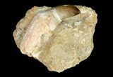 Mosasaur (Prognathodon) Rooted Tooth In Rock - Nice Tooth #66520-1